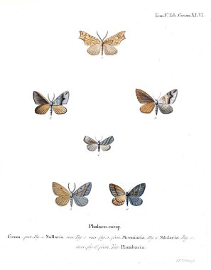 İllüstrasyon kelebek. Eski resim