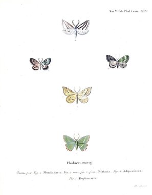 İllüstrasyon kelebek. Eski resim