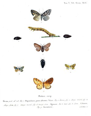 İllüstrasyon kelebek. Eski resim