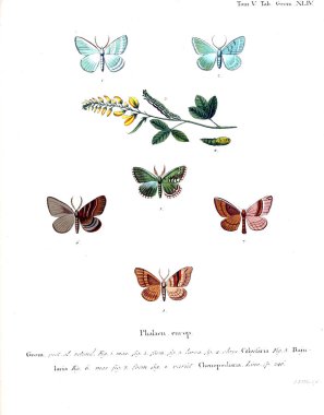 İllüstrasyon kelebek. Eski resim