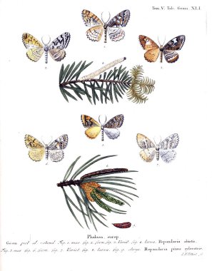 İllüstrasyon kelebek. Eski resim