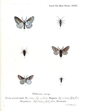 İllüstrasyon kelebek. Eski resim