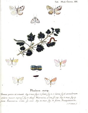 İllüstrasyon kelebek. Eski resim