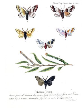 İllüstrasyon kelebek. Eski resim