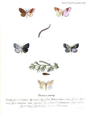 İllüstrasyon kelebek. Eski resim