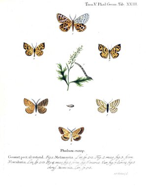 İllüstrasyon kelebek. Eski resim