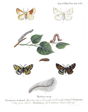 İllüstrasyon kelebek. Eski resim