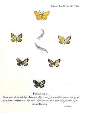 İllüstrasyon kelebek. Eski resim