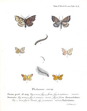 İllüstrasyon kelebek. Eski resim