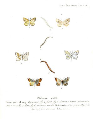 İllüstrasyon kelebek. Eski resim