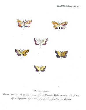 İllüstrasyon kelebek. Eski resim