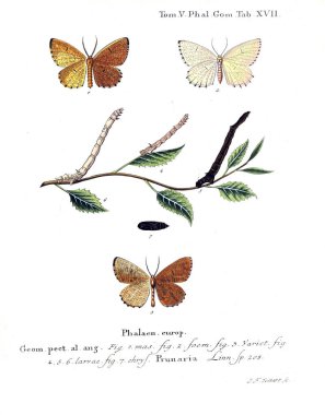 İllüstrasyon kelebek. Eski resim