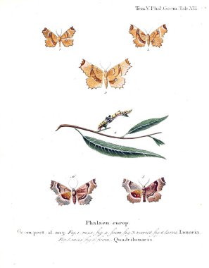 İllüstrasyon kelebek. Eski resim