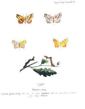 İllüstrasyon kelebek. Eski resim