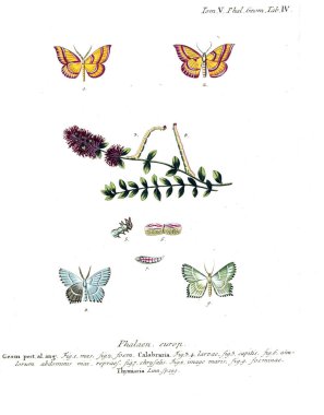 İllüstrasyon kelebek. Eski resim