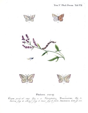 İllüstrasyon kelebek. Eski resim