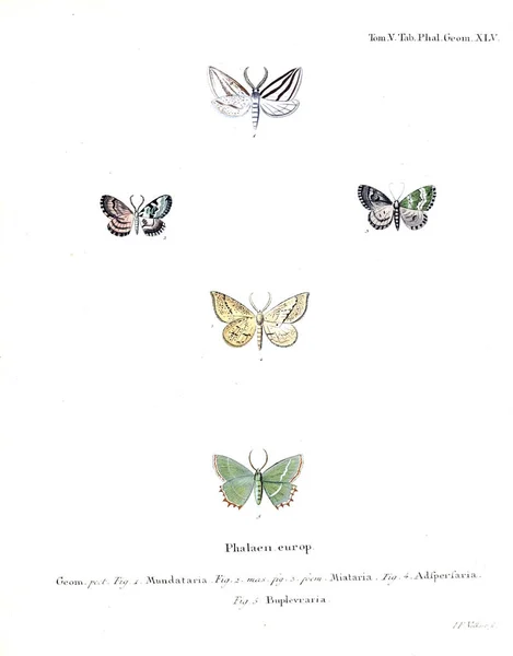 Illustration Papillons Ancienne Image — Photo