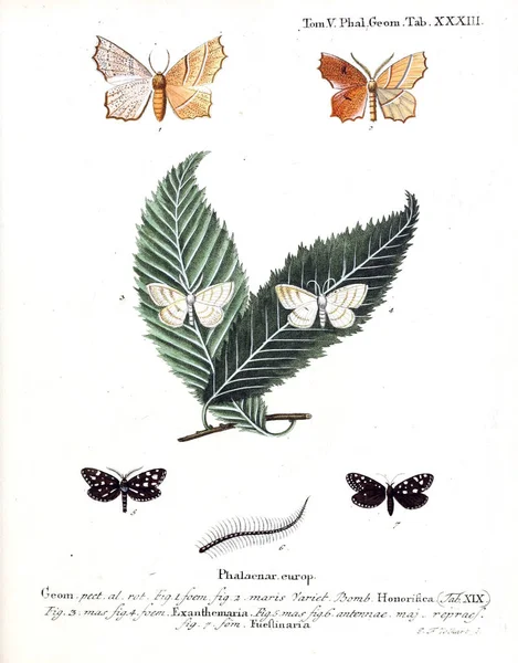 Illustration Papillons Ancienne Image — Photo