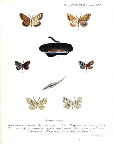 Illustration Papillons Ancienne Image — Photo