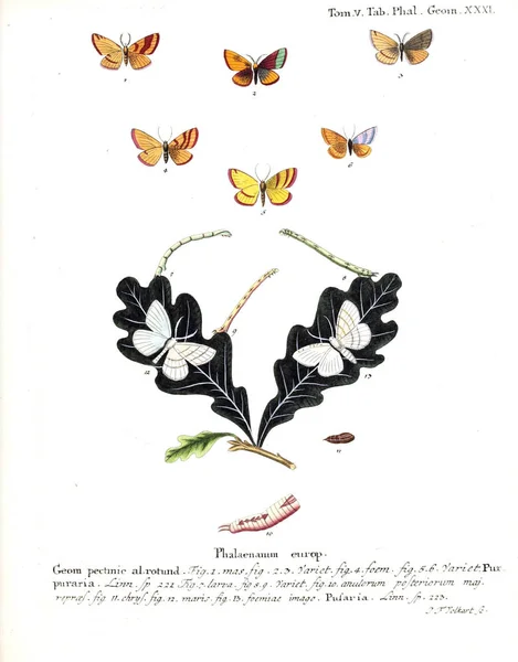 Illustration Papillons Ancienne Image — Photo