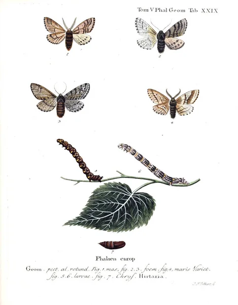 Illustration Butterflies Old Image — Stock Photo, Image