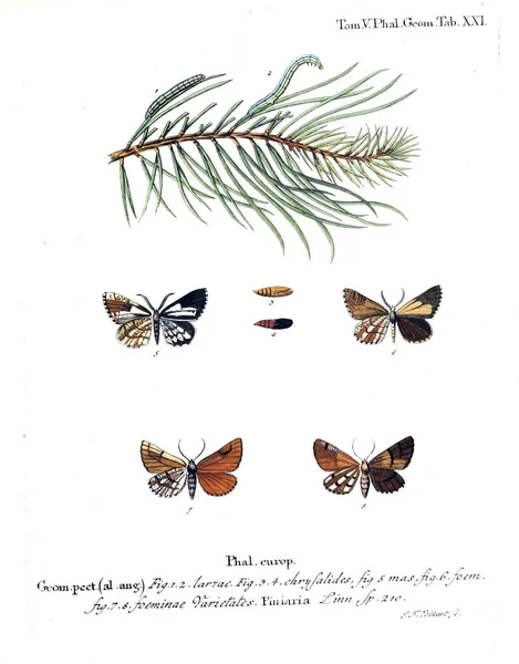 Esimerkki Perhosista Vanha Kuva — kuvapankkivalokuva