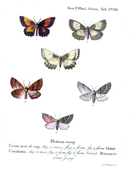 Illustration Von Schmetterlingen Altes Bild — Stockfoto