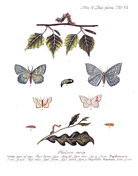 Illustration Papillons Ancienne Image — Photo