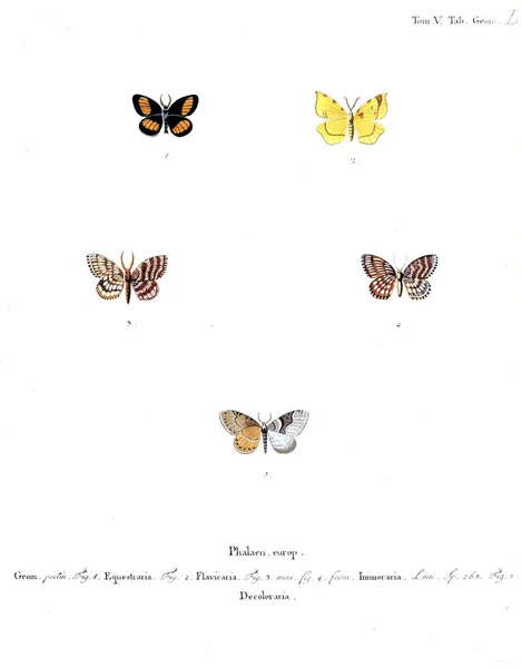 Illustration Papillons Ancienne Image — Photo