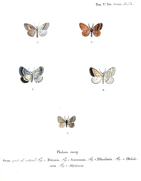 Illustration Papillons Ancienne Image — Photo