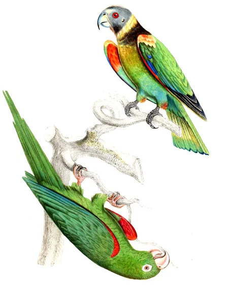 Illustration Parrot Old Image — Stock Photo, Image