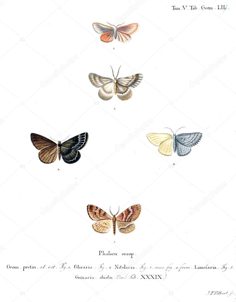 Illustration of butterflies. Old image