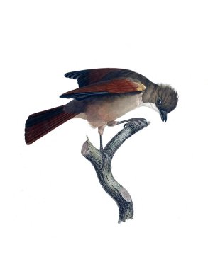 Kuş Illustration. Eski resim