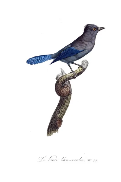 Ilustración Aves Imagen Antigua — Foto de Stock