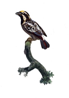 Kuş Illustration. Eski resim