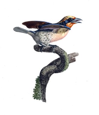 Kuş Illustration. Eski resim