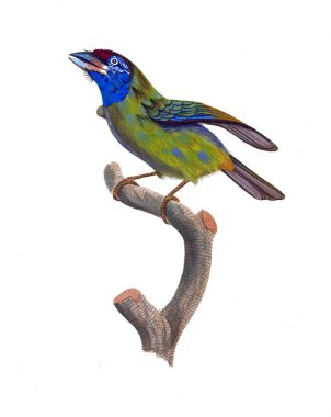 Kuş Illustration. Eski resim