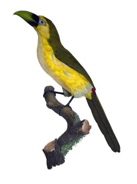 Kuş Illustration. Eski resim