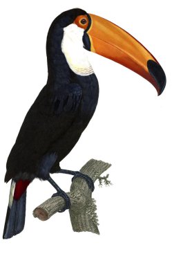 Kuş Illustration. Eski resim
