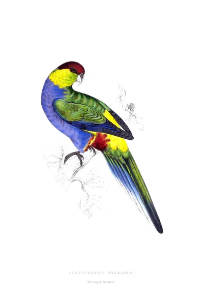 Ilustracja Papuga Stary Obraz — Zdjęcie stockowe