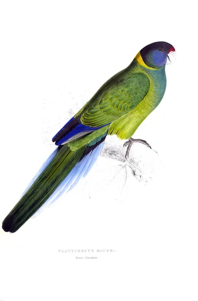 Papagáj Illusztrációja Régi Kép — Stock Fotó
