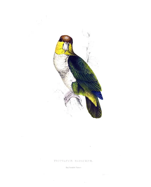 Papagáj Illusztrációja Régi Kép — Stock Fotó