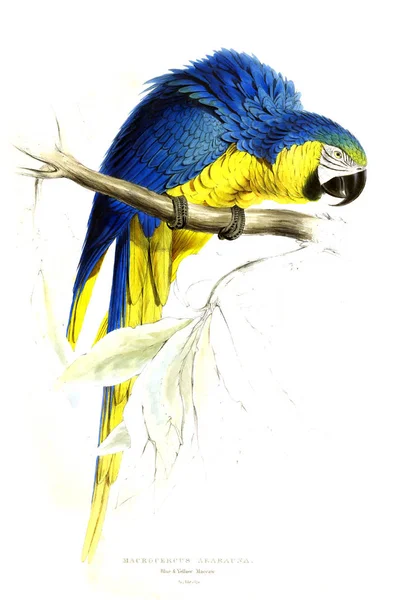 Ілюстрація Папуги Старе Зображення — стокове фото