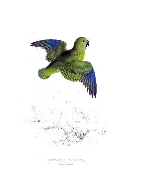 Ilustração Papagaio Imagem Antiga — Fotografia de Stock