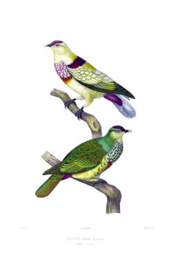 Bir güvercin Illustration. Eski resim