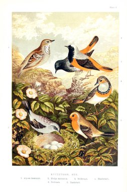 Resimli kuş koleksiyonu.