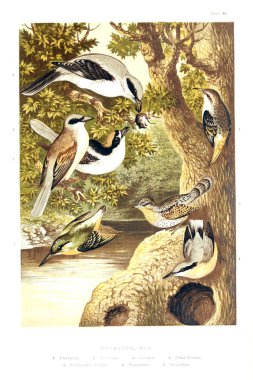 Resimli kuş koleksiyonu.