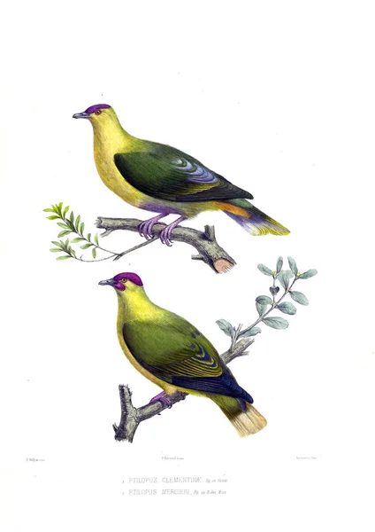 Bir Güvercin Illustration Eski Resim — Stok fotoğraf