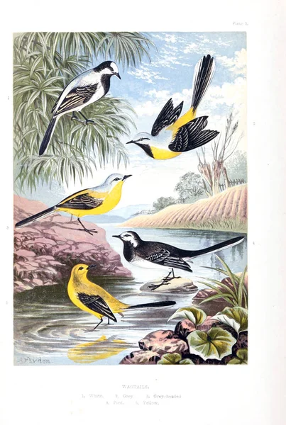 Collectie Van Geïllustreerde Vogels — Stockfoto