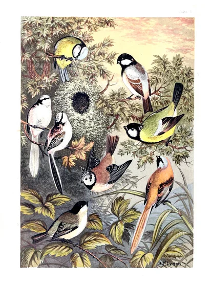 Collection Illustrated Birds — Stock Photo, Image